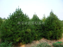 大西洋雪松， 精品中的精品