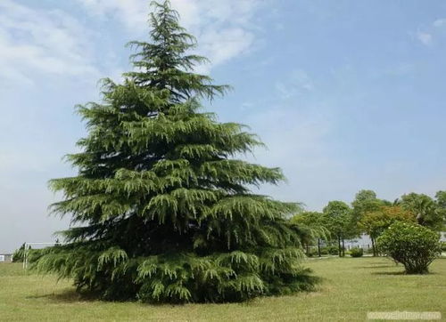 雪松种子：耐心等待的绿宝石