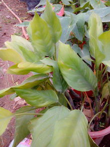 广东万年青叶子发黄的原因揭秘