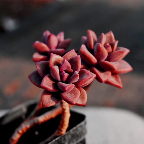 多肉巧克力养护秘籍，轻松养出爆品花！