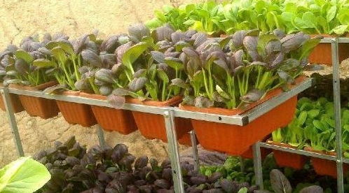 早熟抽薹问题， 选择优良品种