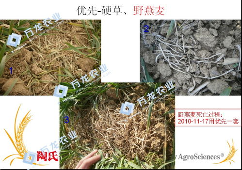 陶氏益农小麦田除草剂效果揭秘：真的那么好吗那个？