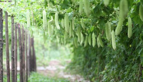 皂角树种皮厚，催芽是关键