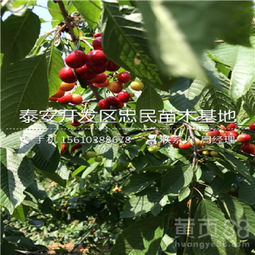 一颗种子还是多颗种子？这是个问题