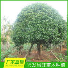 苗木网啊， 这东西得慢慢找