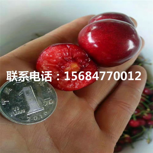 种子与河沙的搭配