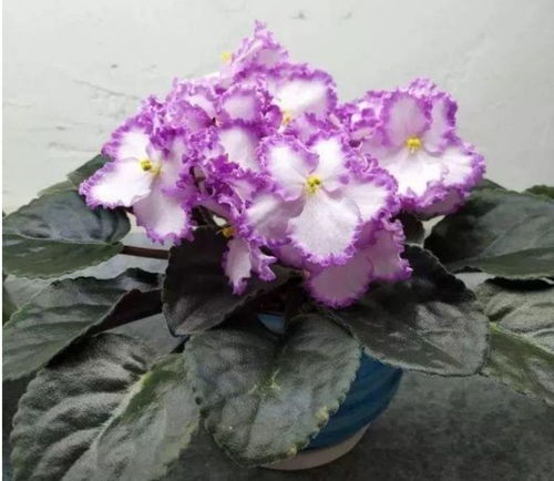 墙薇年开四季，花期长，养眼爆品花卉！