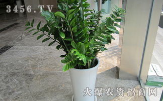 金钱树， 盆栽中的“富贵吉祥”