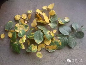 月季叶子发黄严重落叶，如何有效治理并恢复生机？