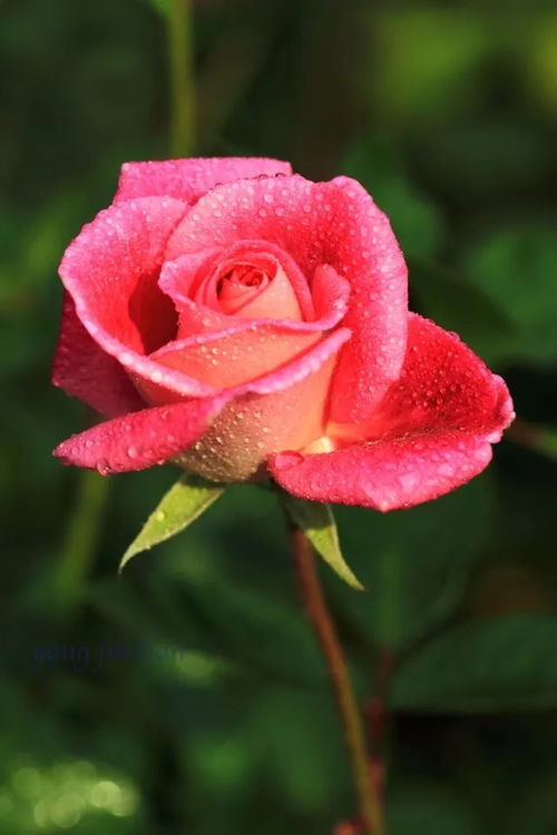 药剂治疗， 从夏季新叶初展开始