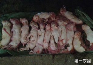 母猪突然流产怎么办？有哪些保胎措施