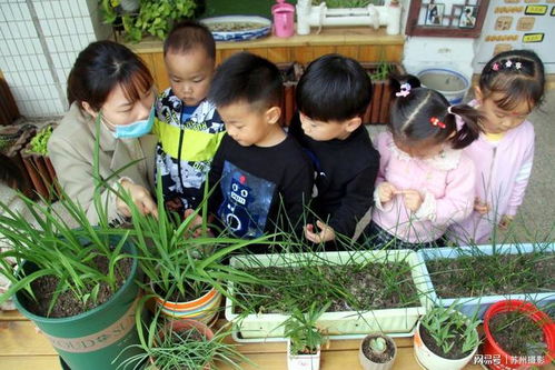 幼儿园植物种植的重要性