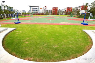 校园路两边草种揭秘：青春的印记与选择之道