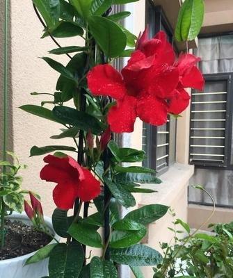 室内养月季，如何让花香满屋