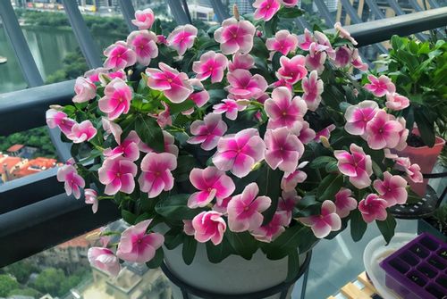 紫色鱼缸盆种花首选，紫色花盆养花佳选