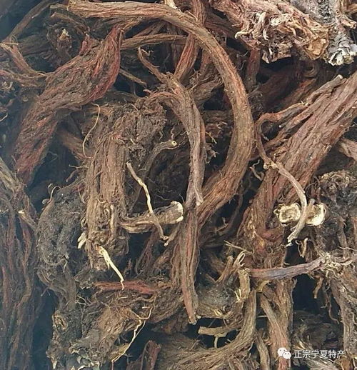 丹参种子真假难辨，新手怎么避坑省300元？揭秘真相！