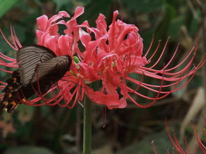 石蒜：皖南的“彼岸花海”