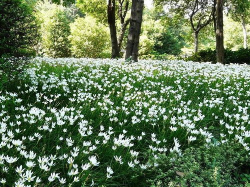 二、葱兰花语是什么？它代表什么美好的寓意呢？