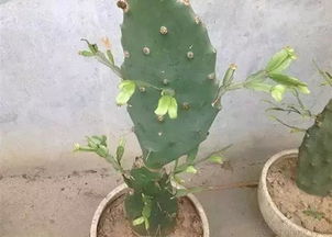 如何根据菊花嫁接方法，正确操作完成菊花的嫁接过程