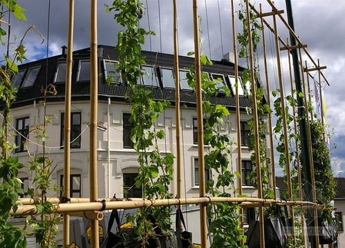 黄墙绿地的奥秘