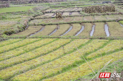 湖南湿地奇草：泡水30天不烂根，防洪护坡省钱又环保