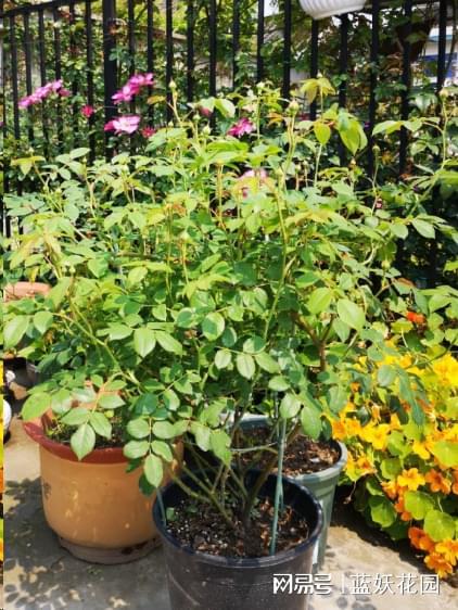 月季摘芽与抹芽的奥秘，你了解多少？