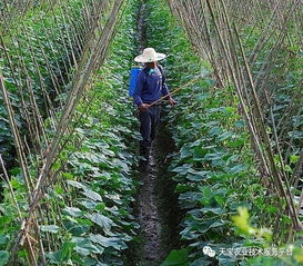 除草剂与杀菌剂：广泛使用但需谨慎