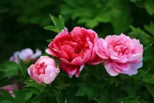 兰花：君子之花， 淡雅高洁