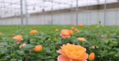 决明植物：广布全球