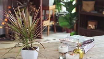 二、 吊兰：耐阴又耐旱的室内绿植