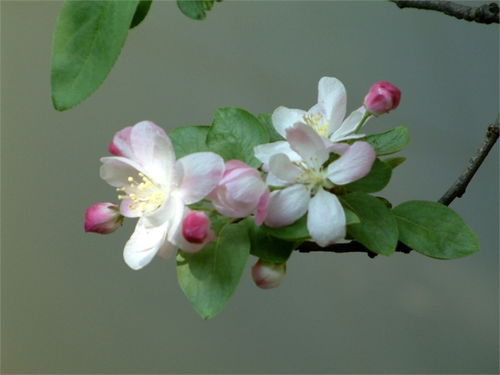 宝鸡市花是什么花？它背后的故事和意义有哪些