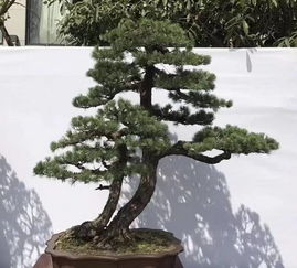 假山盆景的起源与意义