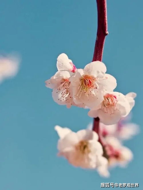 春天赏花攻略：樱花、桃花、梨花