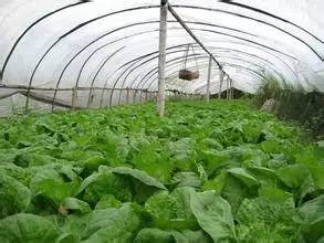 化学除草的优势