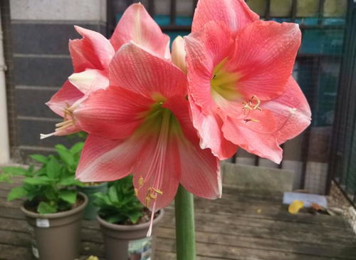 8月种花指南：各色花朵大亮相