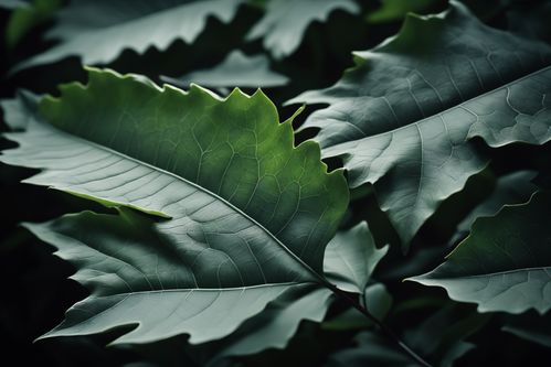 野蔷薇的自由与美丽