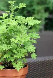 1. 虫草花的功效