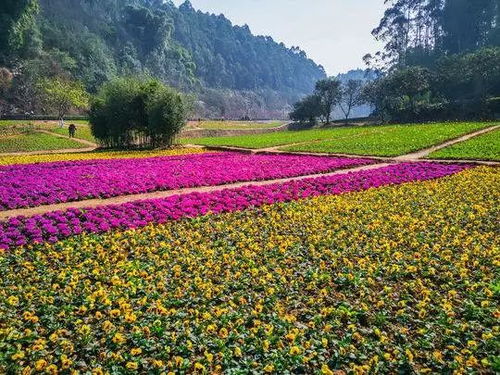 凤凰花一年两季绽放，四季花海，惊艳两季！