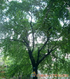 银杏树：庄严神秘， 寿命长久