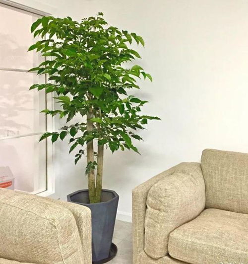 幸福树适合放在客厅吗？请推荐一些适合幸福树的养殖方法