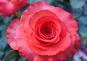 月季花泡水喝，你知道有多少好处吗？