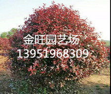 南京浦口，苗木之乡