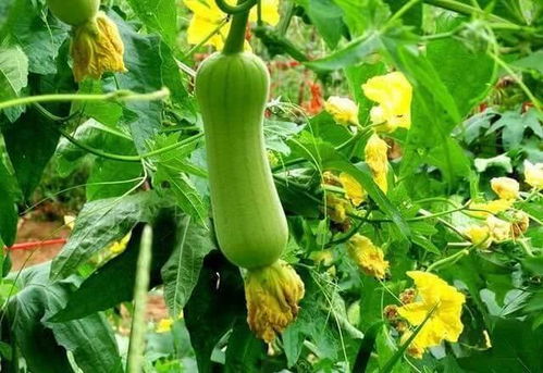 丝瓜：清热解毒的佳品