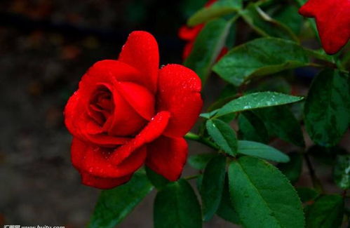 月季三怕之二：修剪不及时