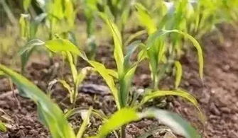 玉米苗期虫害和病害