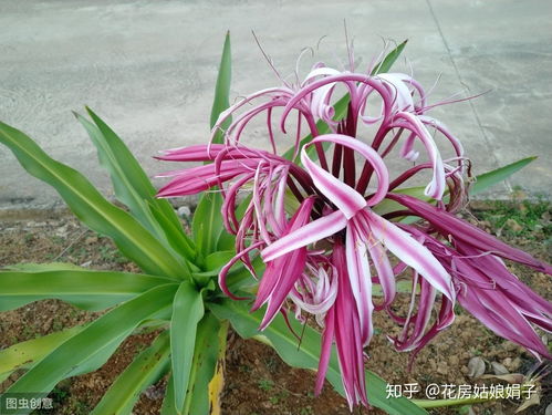 文殊兰分株的原理是什么？