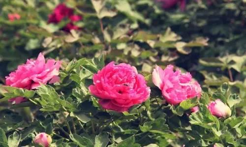 花卉市场与植物园，微型小花月季的来源