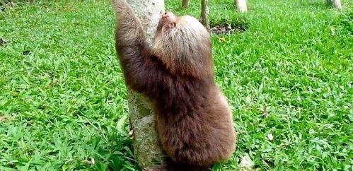 追高的树， 树懒的爬行，揭秘大自然的神奇