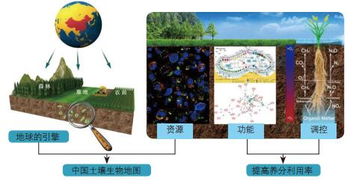 微生态发酵饲料市场前景广阔，土壤微生物学在农业中的应用前景如何？