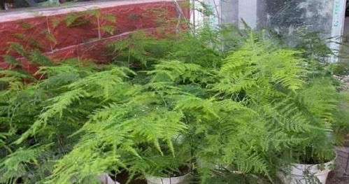 文竹怎么养才能更好看？光照和浇水是关键吗